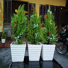 Mua CHẬU CÂY TÙNG THƠM- CÂY VƯỢNG PHONG THỦY  THANH LỌC KHÔNG KHÍ
