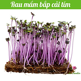 Hạt giống rau mầm bắp cải tím (RD317) gói 10g - DỄ TRỒNG