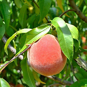 Cây GIỐNG ĐÀO BÁT TIÊN NHẬT BẢN