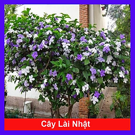 Cây hoa nhài nhật-lài nhật đang hoa thơm (ảnh thật số 2)