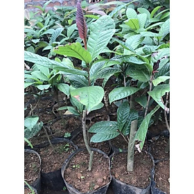 Mua Cây trà vàng giống cao 25-30cm