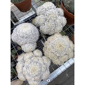 cây xương rồng mami,bông tuyết mammillaria plumosa