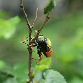 Realistic Insect Animal Pot Hanger Fridge Magnet Garden Decor - Cicada
