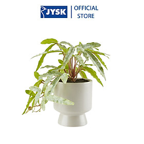 Mua Cây trang trí | JYSK Olsen | nhựa PE/gốm | xanh lá | DK9xC20cm