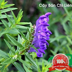 Cây bán chi liên - Sản phẩm khô hữu cơ gói 1kg