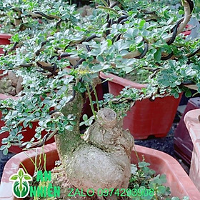 Chậu Cây Cần Thăng Bonsai