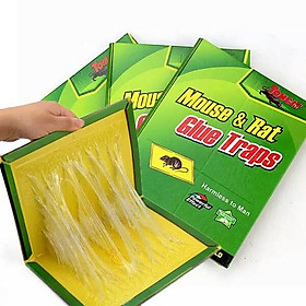 Mua Keo dán chuột - Miếng dán bẫy chuột thông minh