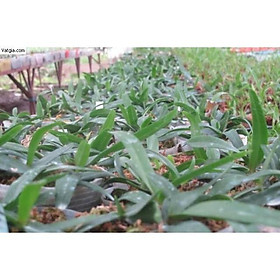 10 cây Lan đai châu ngọc điểm nuôi cấy mô 6 thang tuổi