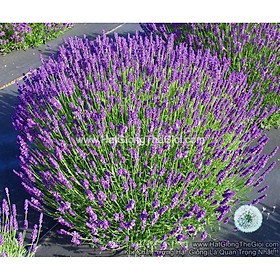 Mua Combo 03 Gói Hạt Giống Hoa Oải Hương Lavender Goi 50 Hạt(C1.204| B6)