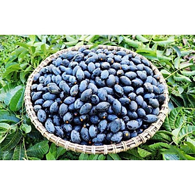 GIỐNG CÂY TRÁM ĐEN GHÉP CHO TRÁI SIÊU SỚM