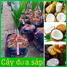 Mua Cây giống dừa sáp chuẩn f1 đặc sản cầu kè nhiều sáp dẻo sánh mịn dùng làm sinh tố siêu ngon