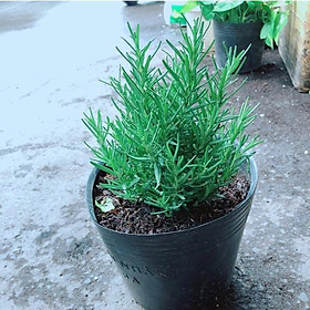 Mua Cây Hương Thảo Đuổi Muỗi