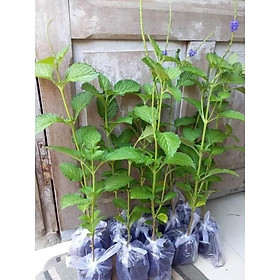 Mua Combo 5 cây đuôi chuột hoa tím (Cây mạch lạc)