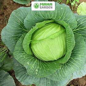 Hạt giống bắp cải lai F1 bốn mùa Rado 454 - gói 0.5g, dể nảy mần, sinh trưởng tốt, trồng quanh năm