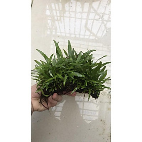 DƯƠNG XỈ LÁ HẸP MINI ƯƠM LŨA TỰ NHIÊN TUỔI THỌ HƠN 1 NĂM TUỔI SIÊU DÀY | TRANG TRÍ HỒ CÁ THUỶ SINH KHÔNG CO2