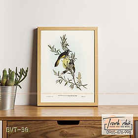 Mua Tranh canvas vintage  - Chim ăn mật (Meliphaga) - BVT-30