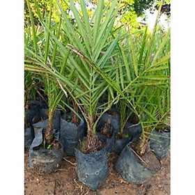 Mua Cây chà là giống  loại ăn trái nguồn gốc Trung Đông