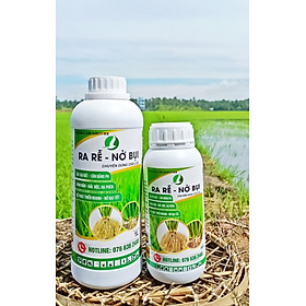 Mua PHÂN BÓN CHO LÚA GIAI ĐOẠN 7-35 NGÀY, RA RỄ CỰC MẠNH, ĐẺ NHÁNH CỰC ...
