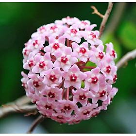 Mua Chậu cây cẩm cù Hoya Krimson Queen