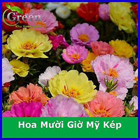 Mua Hạt Giống Hoa Mười Giờ Mỹ Kép Mix (200H)