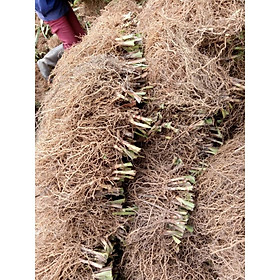 Mua Rễ hương bài 500 gram | Rễ hương bài khô rất thơm