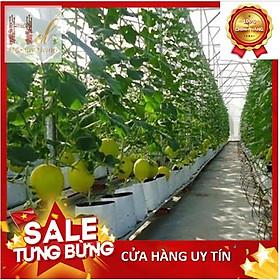 Mua {0.5 Kg} Túi Ươm Cây 2 Da  Túi Nilon Trồng Dưa Lưới  Dưa Leo  Dưa Lê  Cà Chua  Cà Rốt 20x40cm 16 cái hoặc 18x36cm 21 cái