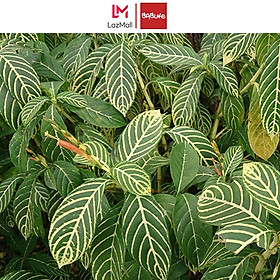 Mua 01KG LÁ XĂNG XÊ (Khôi Đốm) Hỗ Trợ DaDay