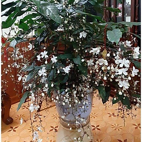 Cobo 2 cây giống hoa DẠ NGỌC MINH CHÂU