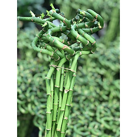 Cây để bàn trúc phú quý