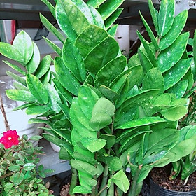 Mua Cây Kim Tiền Size Lớn