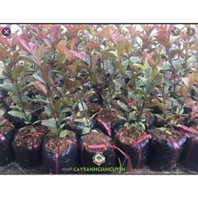 Sản phẩm Cây Ăn Trái cây ổi tím ghép