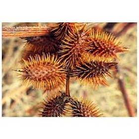 Mua Quả Ké Đầu Ngựa Khô 1kg 946sp