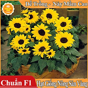 Mua Hạt giống Hoa Hướng Dương Vàng Lùn ( Gói 30 Hạt )