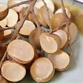 Mua Cây giống nhãn không hạt Thái Lan (12 tháng cho trái) ( cây giống có bảo hành)