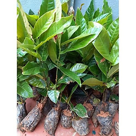 Combo 02 cây giống HOA HẢI ĐƯỜNG- Hoa siêu to, siêu đẹp, siêu rẻ - Hoa hồng màu cánh sen - gửi đi nguyên bầu