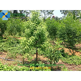 Mua Cây giống đàn hương trắng ấn độ ( dòng F1) ( cây siêu sớm có bảo hành)