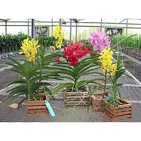 COMBO 10 CÂY GIỐNG LAN MOKARA ĐỦ MÀU HÀNG NHẬP THÁI LAN