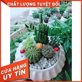 Mua Chậu cây xương rồng mix Nhiều Người Mua