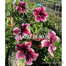 Mua Bịch 10 hạt giống hoa sứ Thái Lan thiên vương tím – Mã số 1378