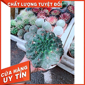 Chậu Xương Rồng Thần Long size đại Nhiều Người Mua