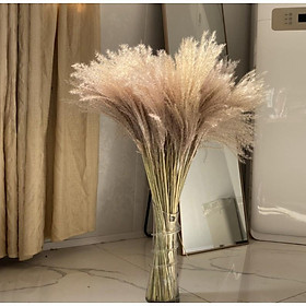 Mua 20 nhánh cỏ lau khô trang trí