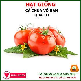 Mua Hạt Giống Cà Chua F1 Quả Lớn  Thu Hoạch Nhiều Lần GÓi 1gram - Shop Hạt Giống Ba Miền Chịu Nhiệt