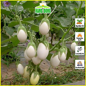 Mua Hạt Giống Cà Pháo Trắng Cao Sản  Dễ Trồng  Siêu Trái - Hạt giống Rạng Đông