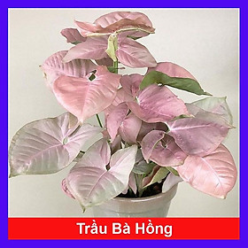 Mua Cây Trầu Bà Hồng - Cây cảnh mini để bàn + Tặng phân bón cho cây