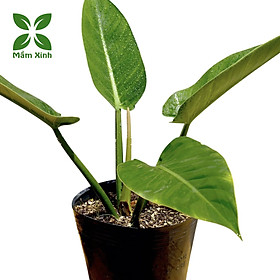 Mua Cây Trầu Bà Đế Vương Xanh – Lá Bóng Mướt  Dễ Trồng  Trang Trí Nhà Cửa – Giao Cây Thật Tươi Khỏe