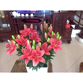 Mua Củ hoa ly lùn màu hồng