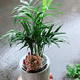 Mua Cau Tiểu Trâm Tiểu Cảnh