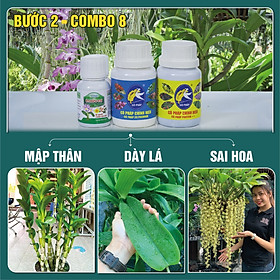 BƯỚC 2 COMBO8 50 - Phân bón giúp cây trưởng thành, ra hoa tự nhiên, dưỡng hoa, dưỡng cây (50g(ml)/chai)