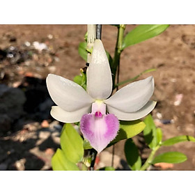 Cốc phi điệp 5 cánh trắng NHA TRANG - hàng gieo hạt - hoa xổ số - hoa siêu đẹp giá rẻ