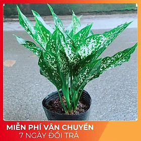 Mua Cây Ngọc Ngân